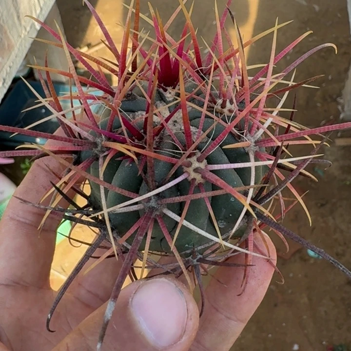 伟冠龙无根56666666