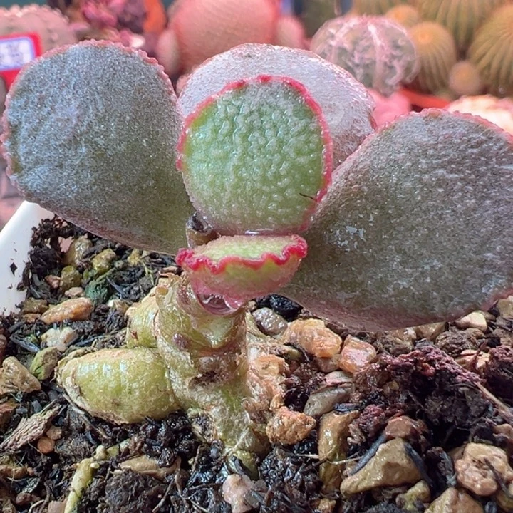 感谢支持我们谢谢支持