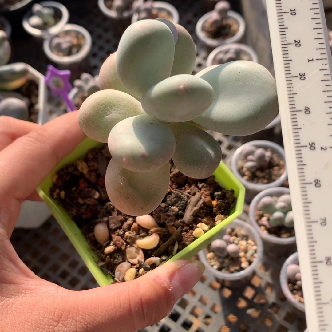 韩国老桩多肉大叶奶