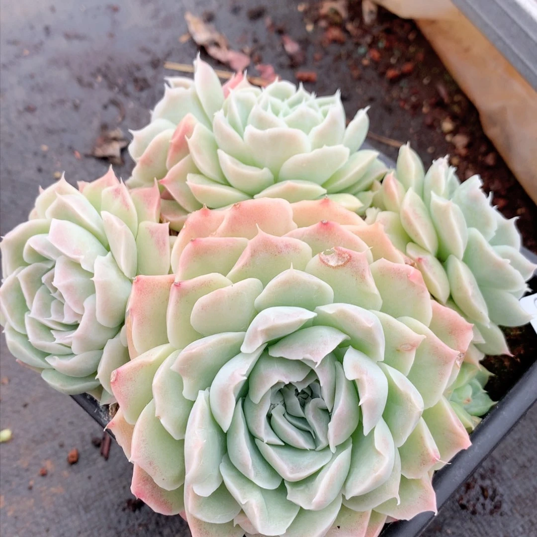 8373杂交多肉植物基地