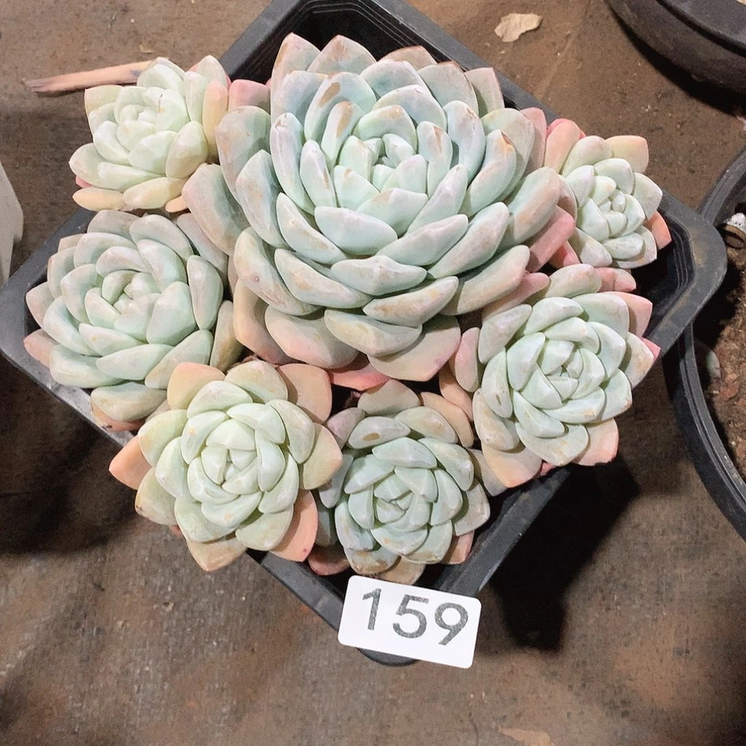 159冰玉 一物一拍