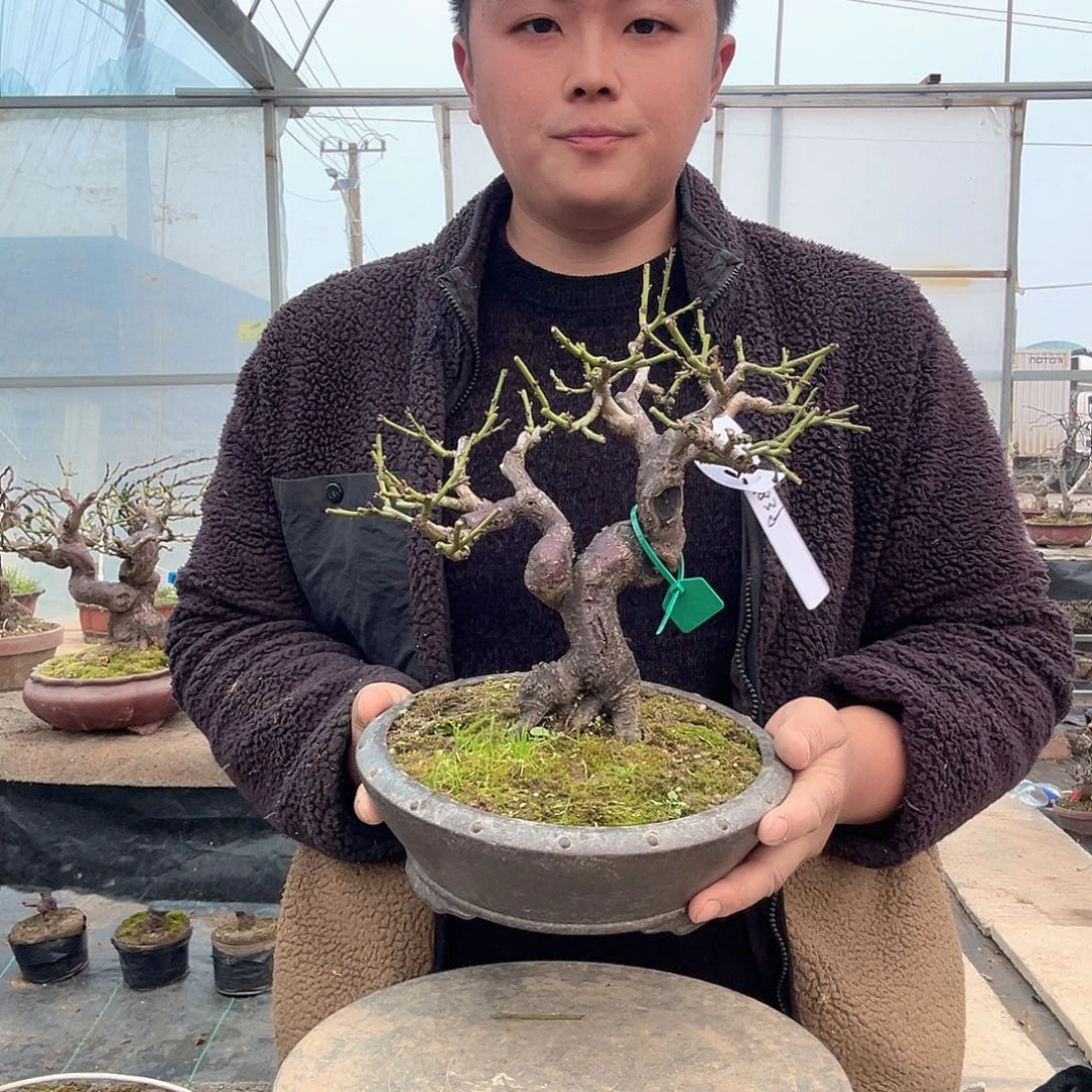 水***华无花朵绿萼梅精品梅花盆景