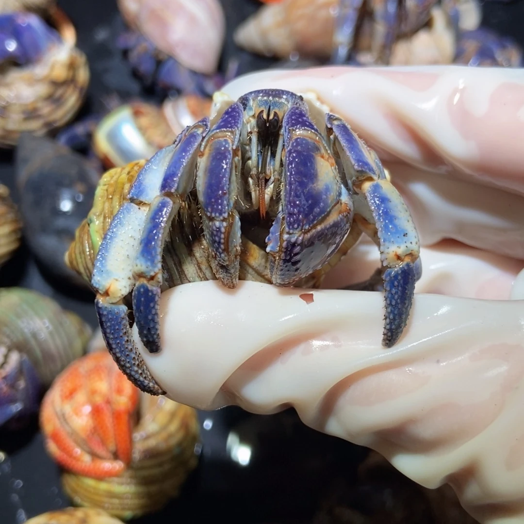 蓝白2.8口径紫陆 不退不换