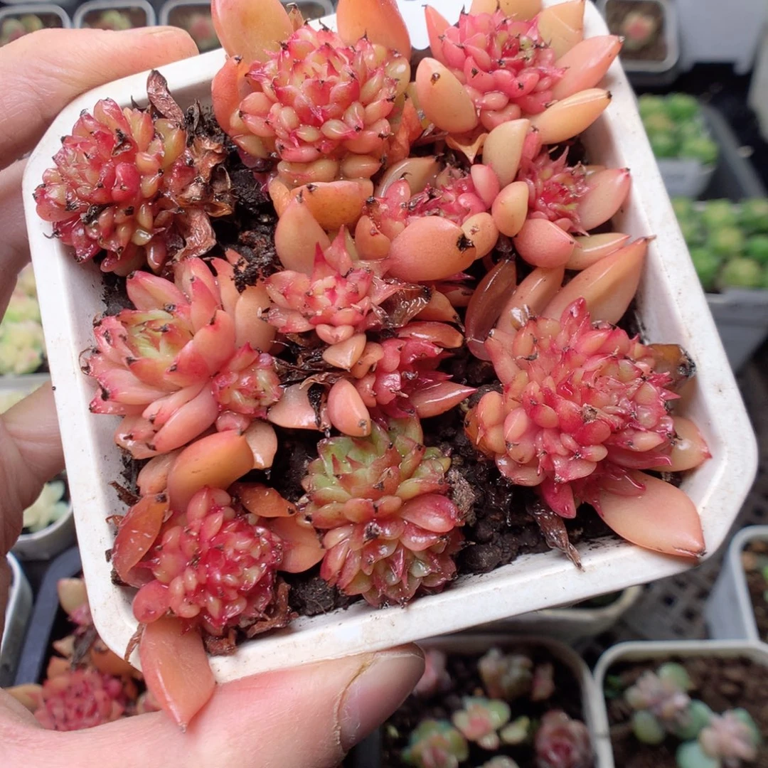 无花朵Q31 苹果花yyyyy