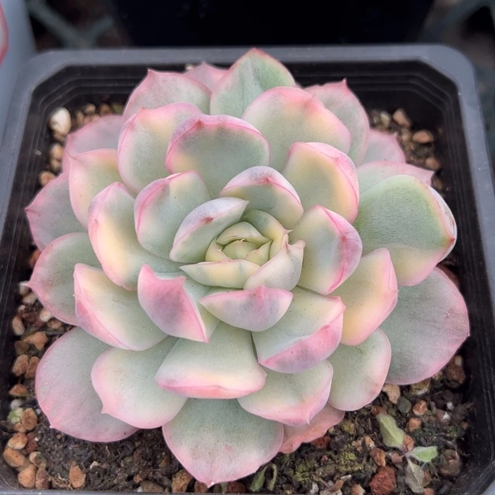 草莓蛋糕锦一物一拍锦龙