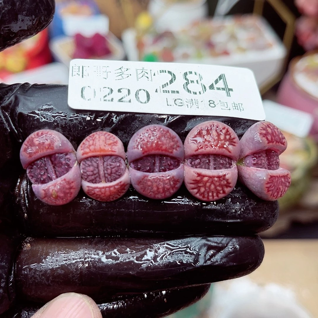 郎哥多肉生石花20-284