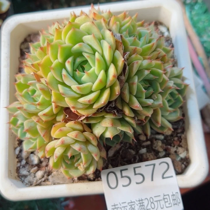 幸运的是我还没遇到你