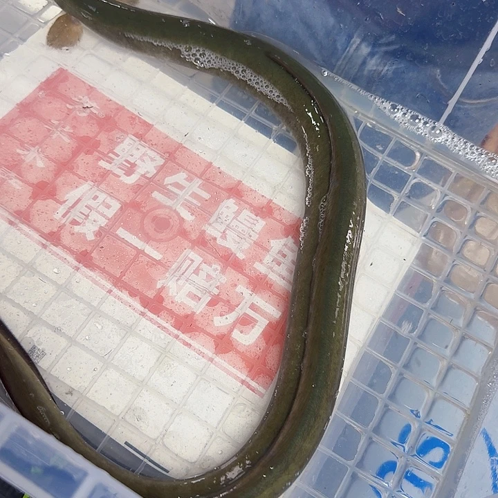 野生鳗鱼包活一斤四两