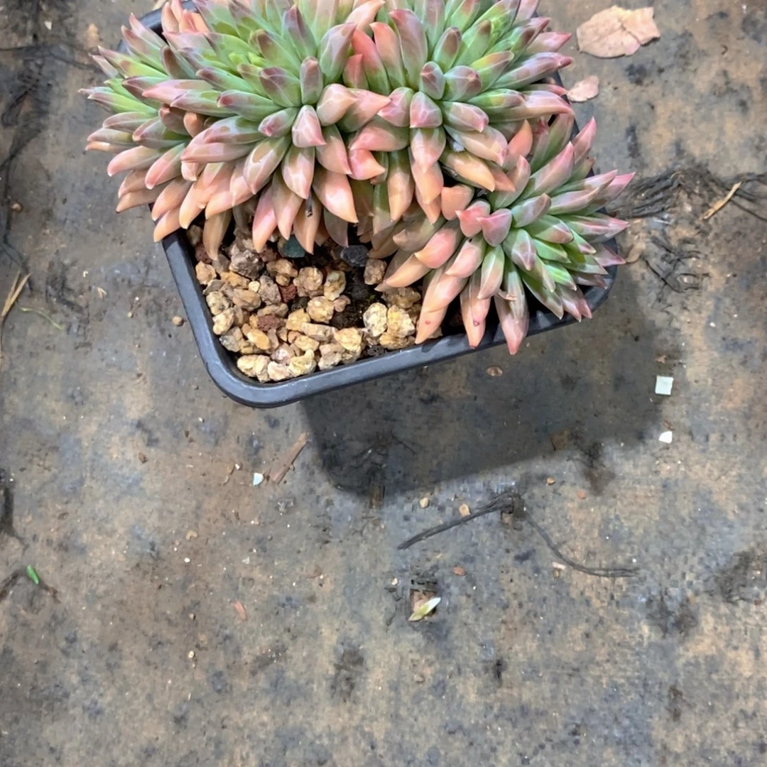 ***ㅤ美人杂多肉植物老桩