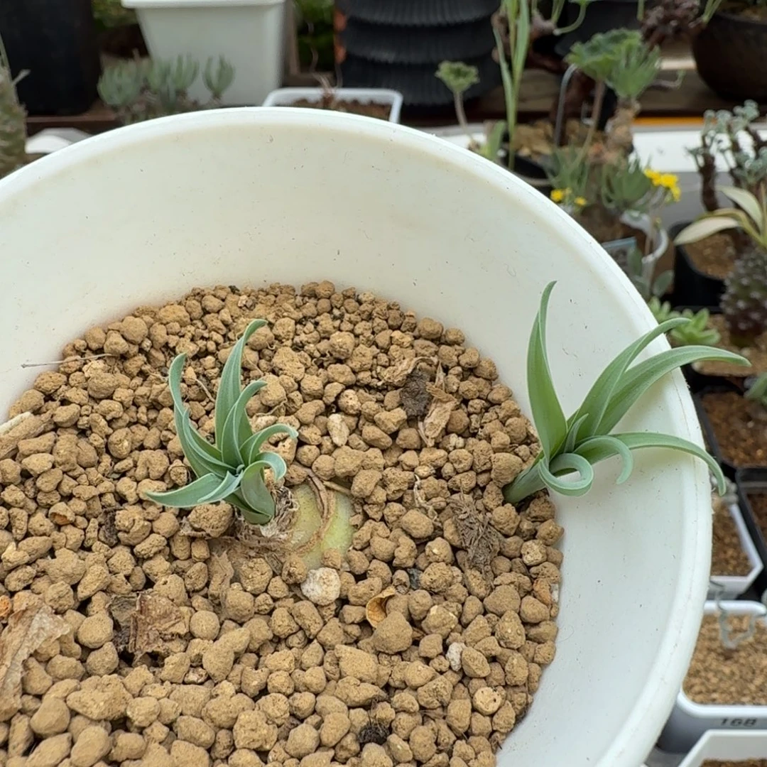 贵妃弹簧草207 仙人球球