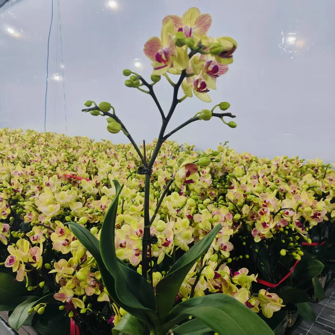 【三色鸟特A级苗】室内蝴蝶兰花盆栽开花株 四季好养护绿植叶片