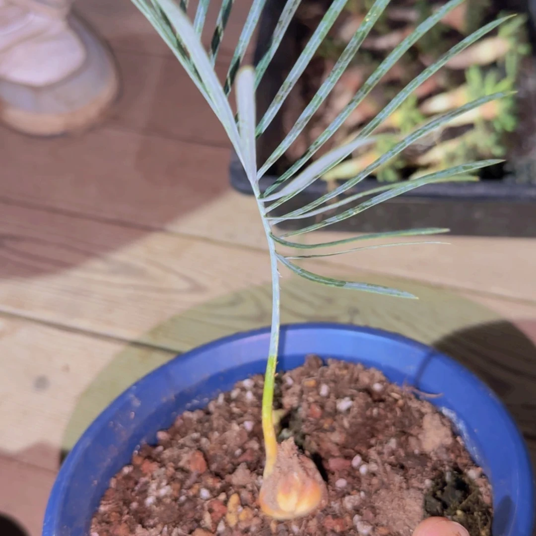 块根植物块根植物块根