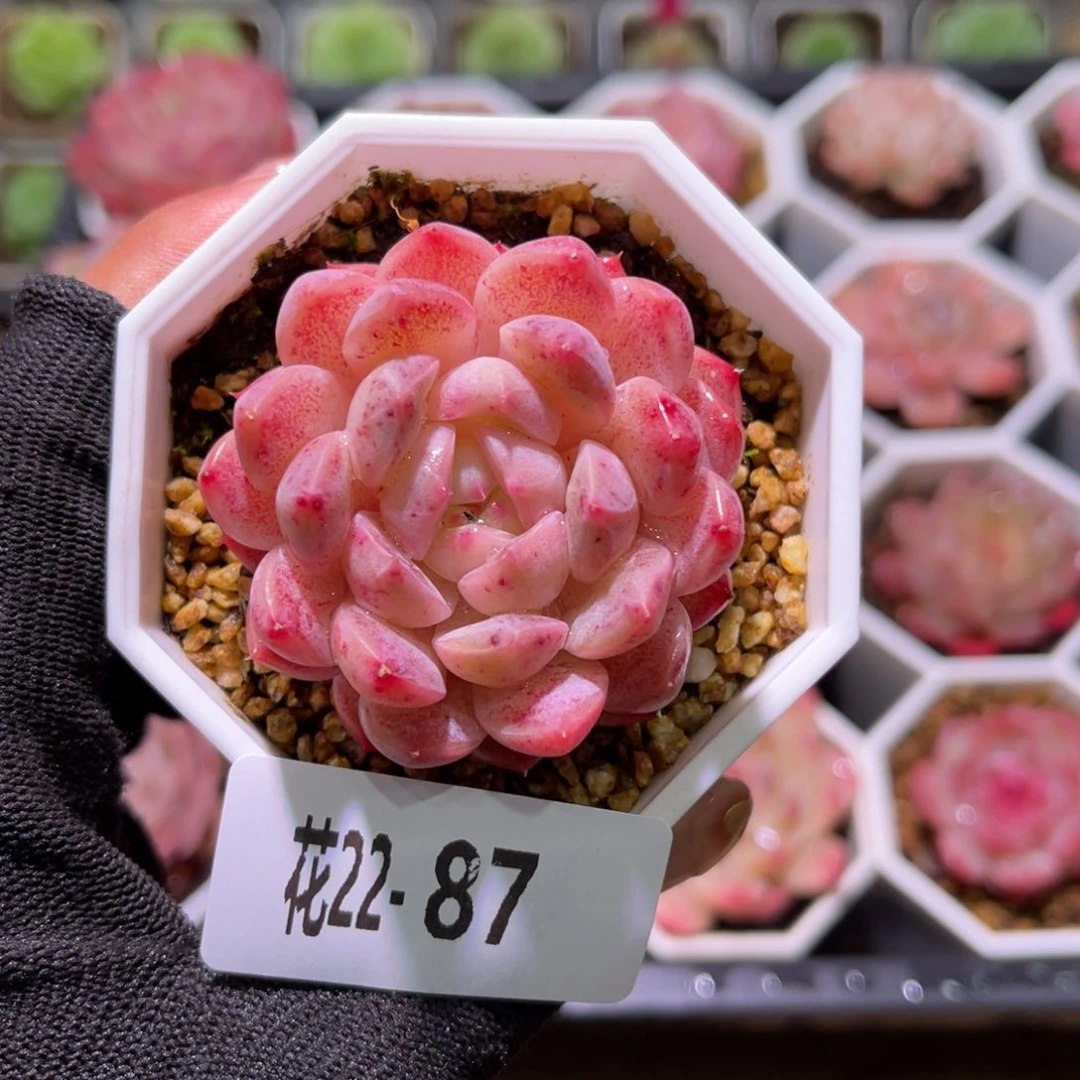 花22-87精选溏心