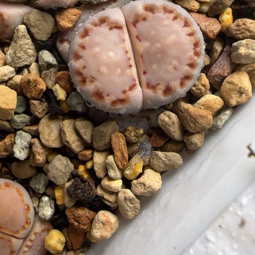 971 生石花大棚直播