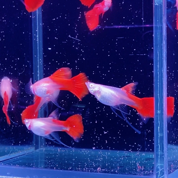 孔雀鱼血红飘5对包邮