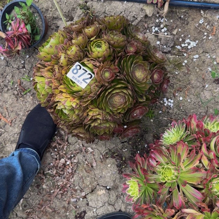 拉丝花29-6包邮花花