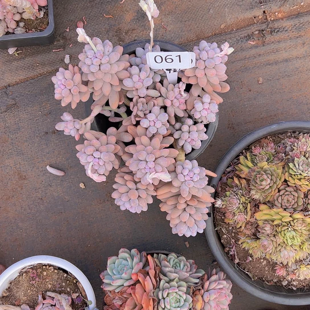 y****u061汤圆20不售后