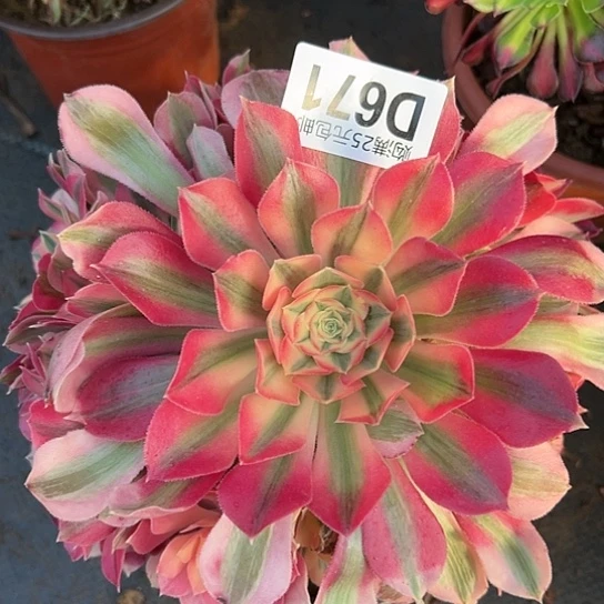 张*凤多肉植物一个