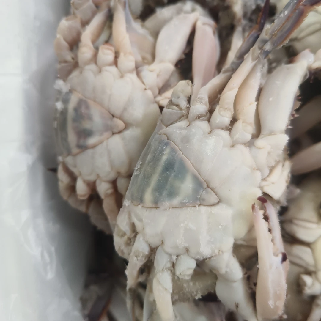 [羊口领鲜水产]一卤鲜野生咸螃蟹(只能生吃)