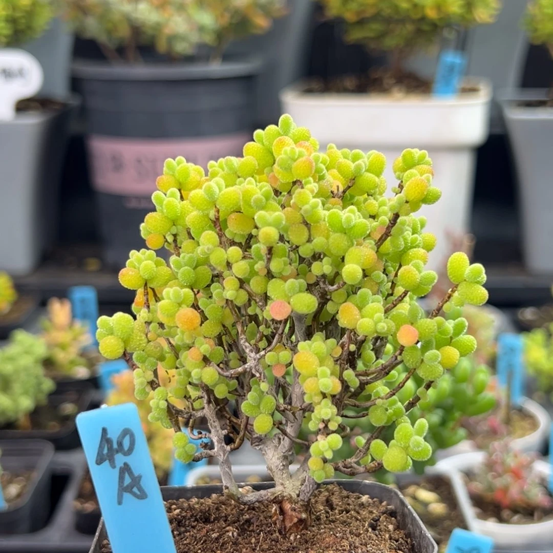 精控金桔糖球40号