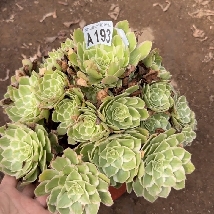 水蜜桃……多肉植物……