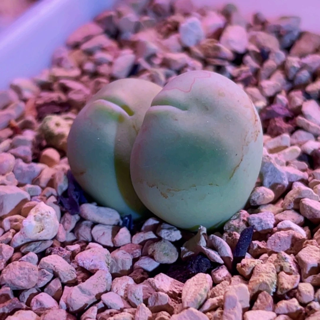 海豚嘴双头植物一物一拍