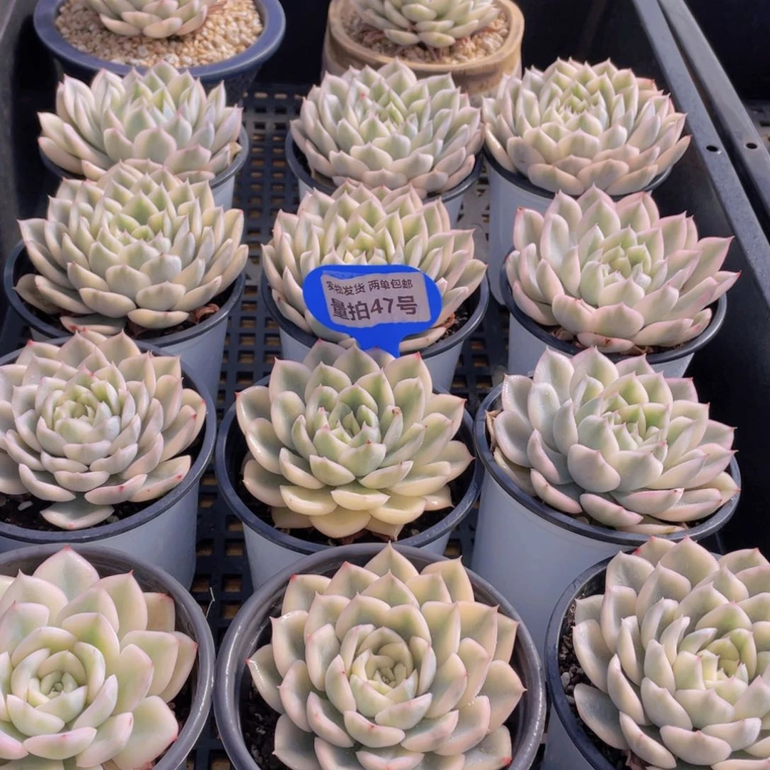 量拍47号 月亮仙子锦单头2个