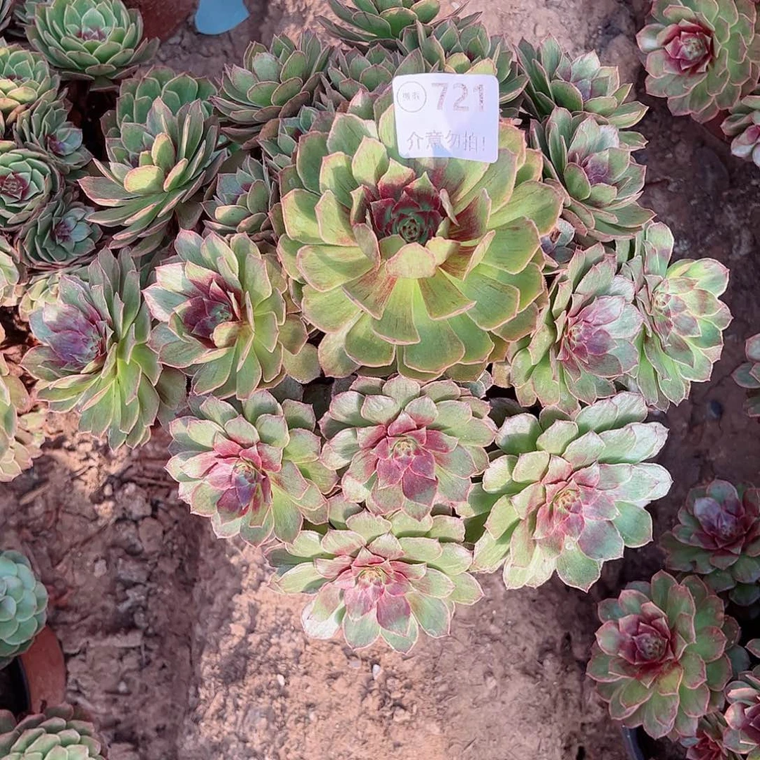 无花朵多肉植物721