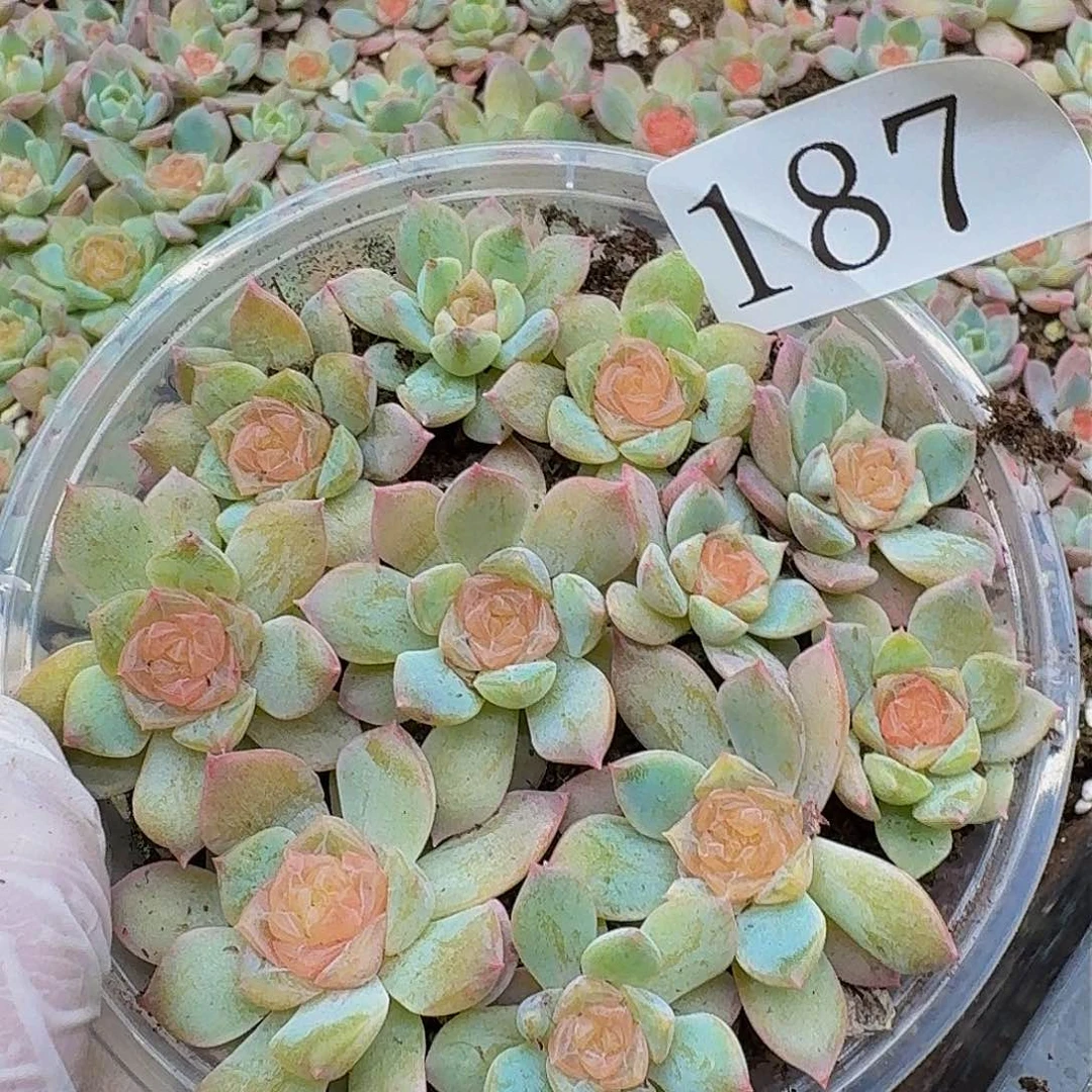 多肉植物多肉植物187