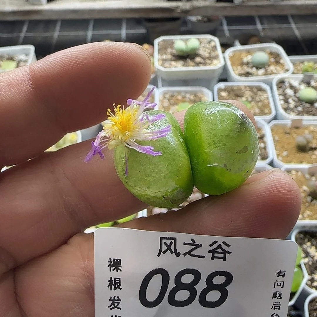 88双头大灯泡裸根疤