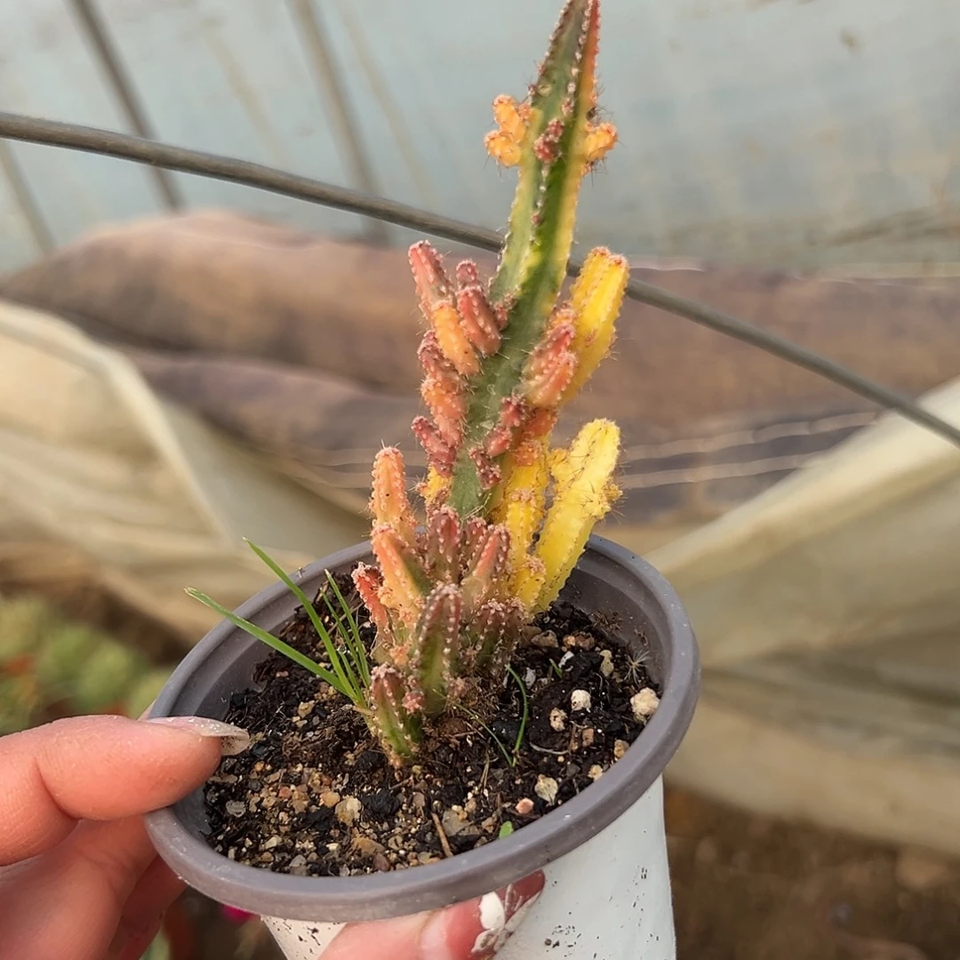 多肉植物万重山锦