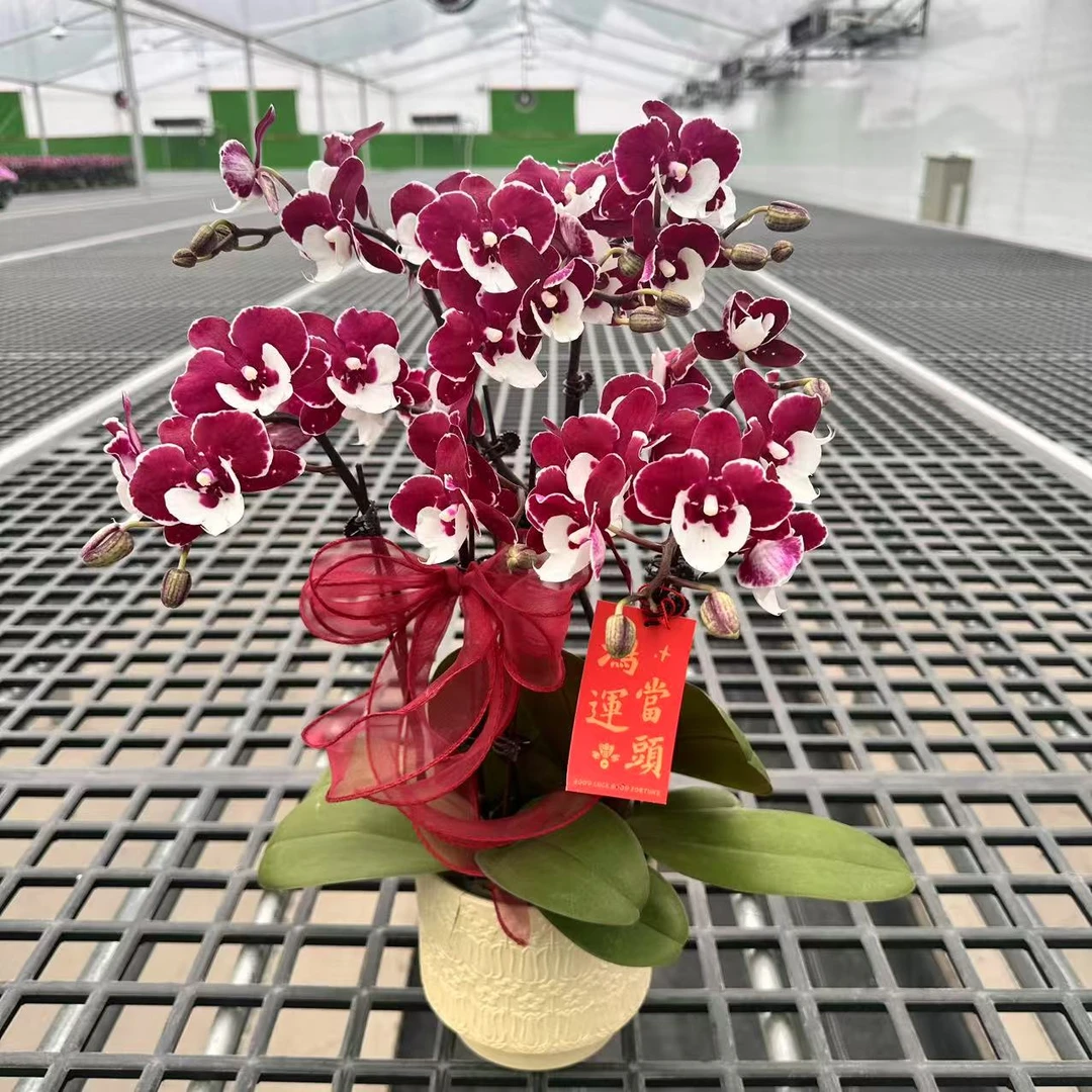 【圣诞老人】精品蝴蝶兰 紫色花型 室内精品观赏 真花