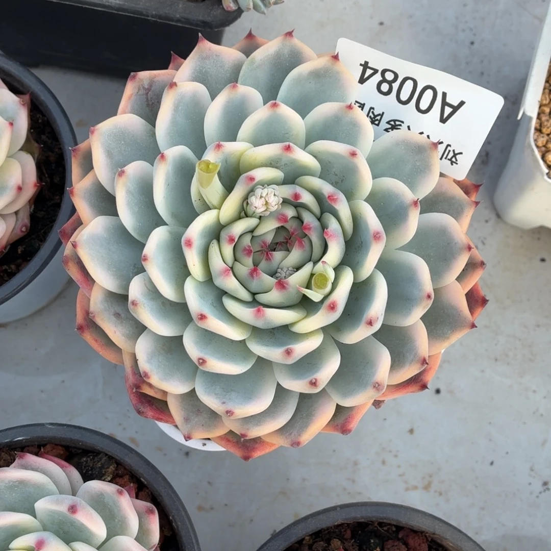 吉娃娃锦多肉植物A0084