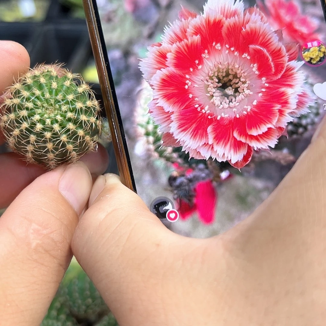 凤羽丽花仙人球侧芽一颗往事
