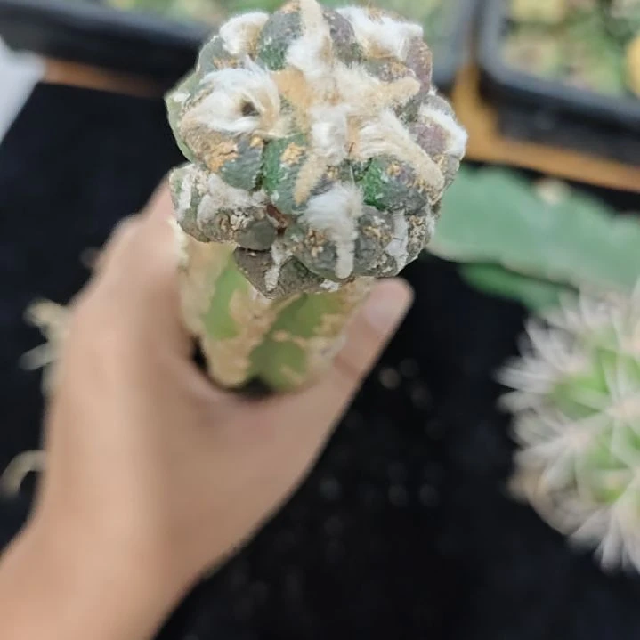 一物一拍，柱子仙人球！！