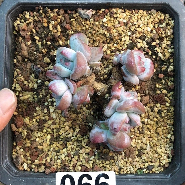 星影石榴籽福利出咯 066