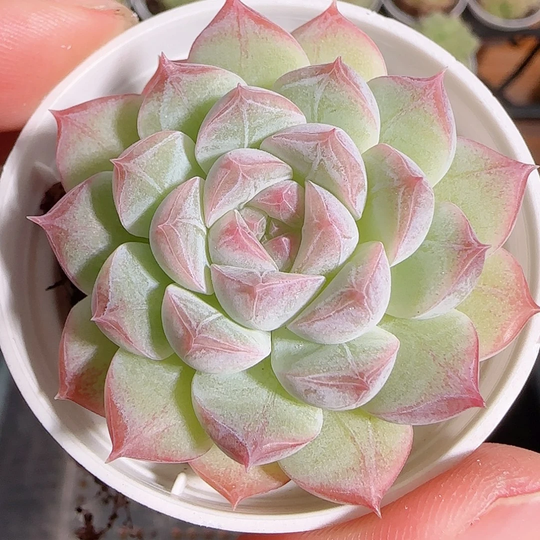 1112------213暗纹系