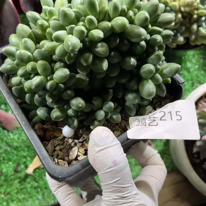 215千代田缀多肉植物