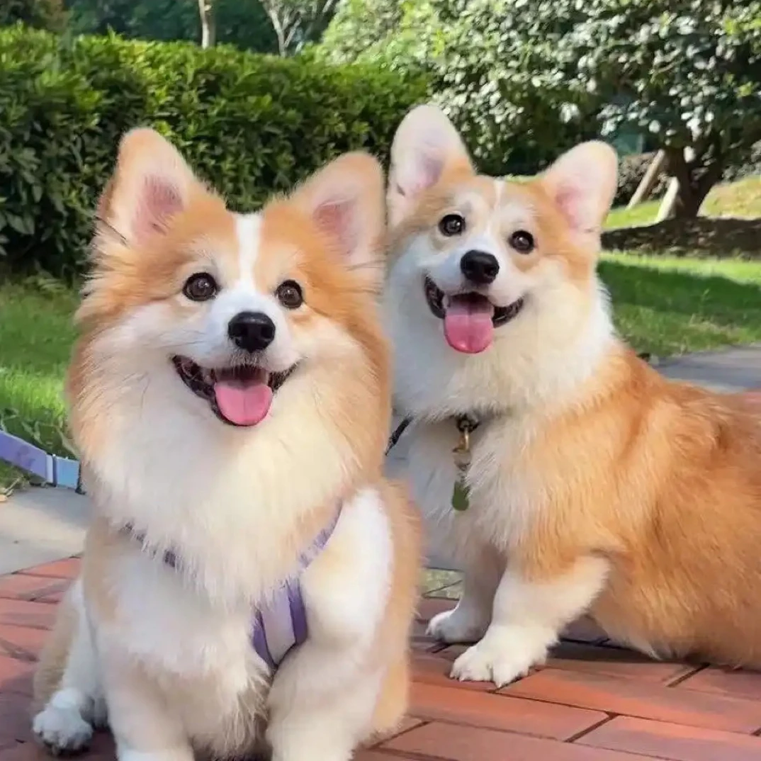纯种柯基幼犬 外观可爱 性格友好 智商高且忠诚 经典小短腿圆臀