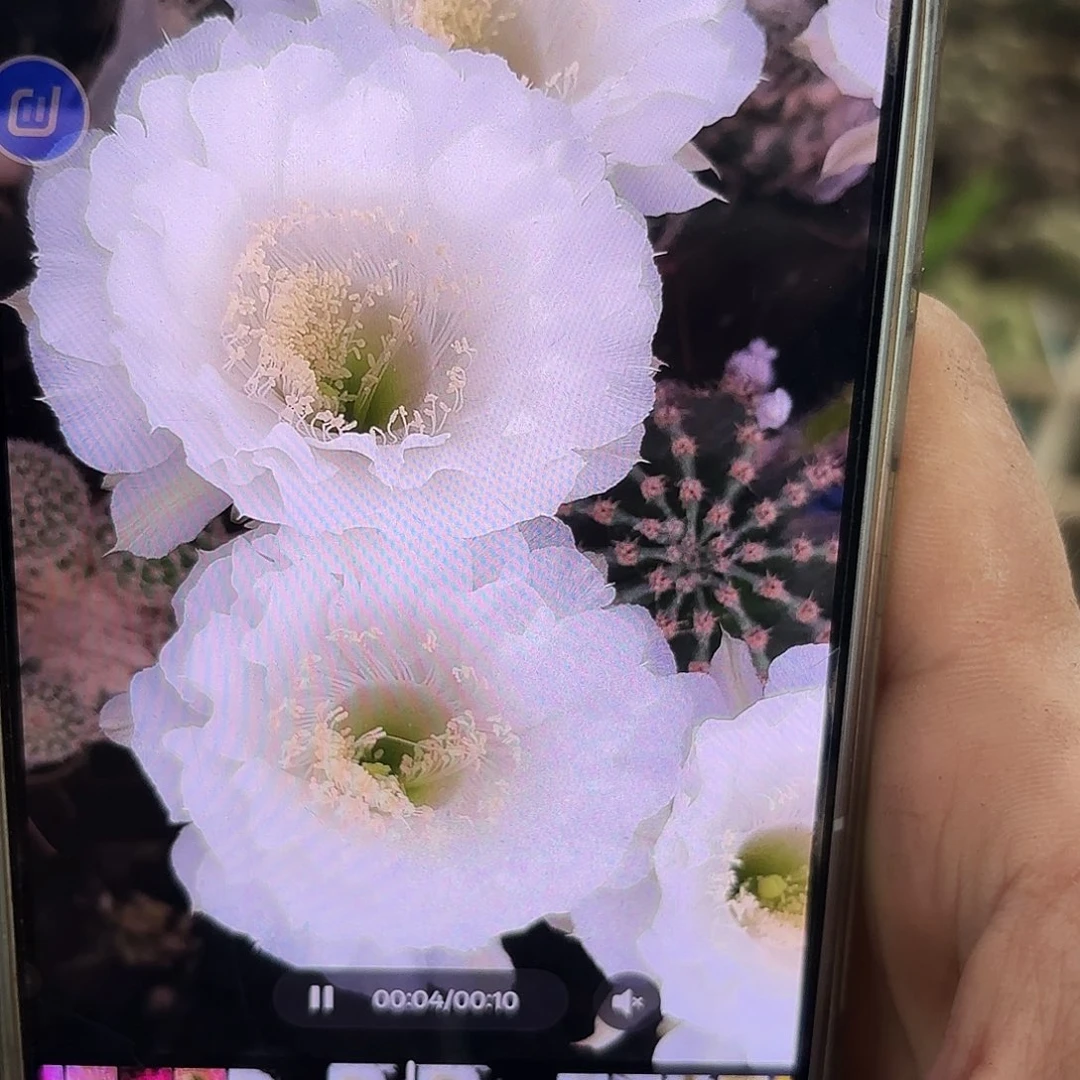 冰美人3.5到四公分球球12