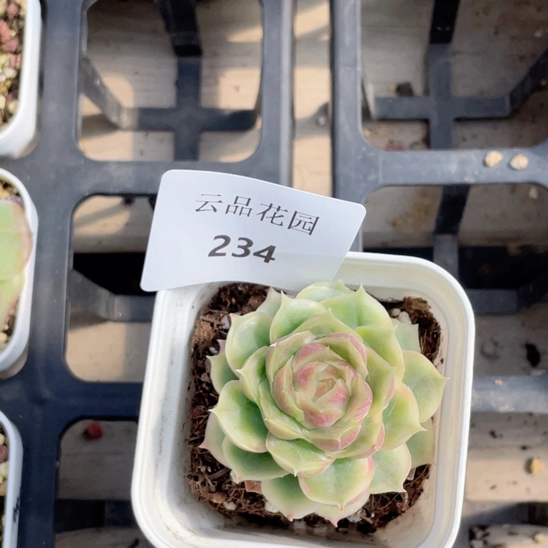 月***钩234号糖心冰心珍妮 虾饺