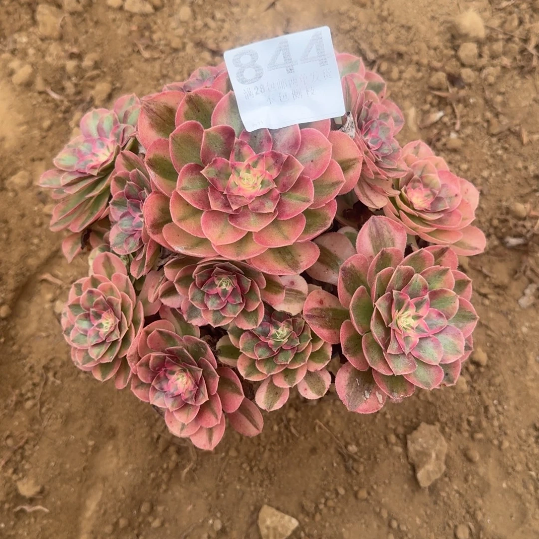 何***哥844号万白清棚不包损