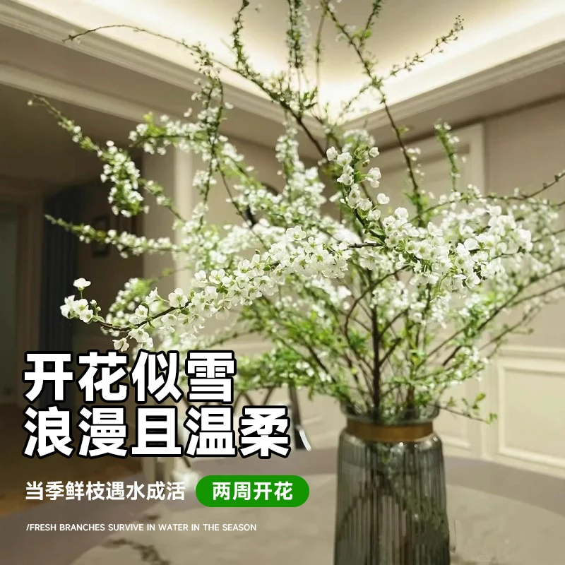 雪柳干枝鲜枝水养插花水培植物鲜花卉室内盆栽带花苞绿植龙柳好活
