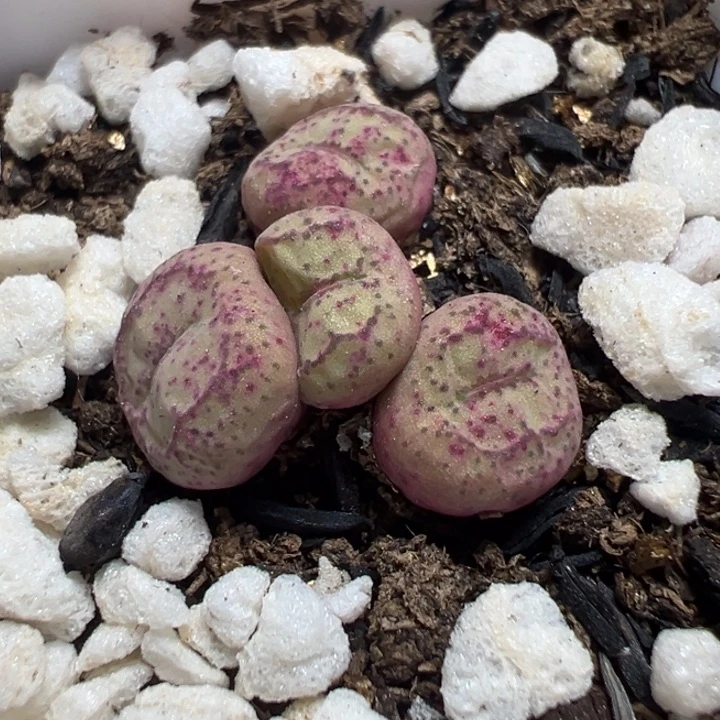 【闪购商品】 262。