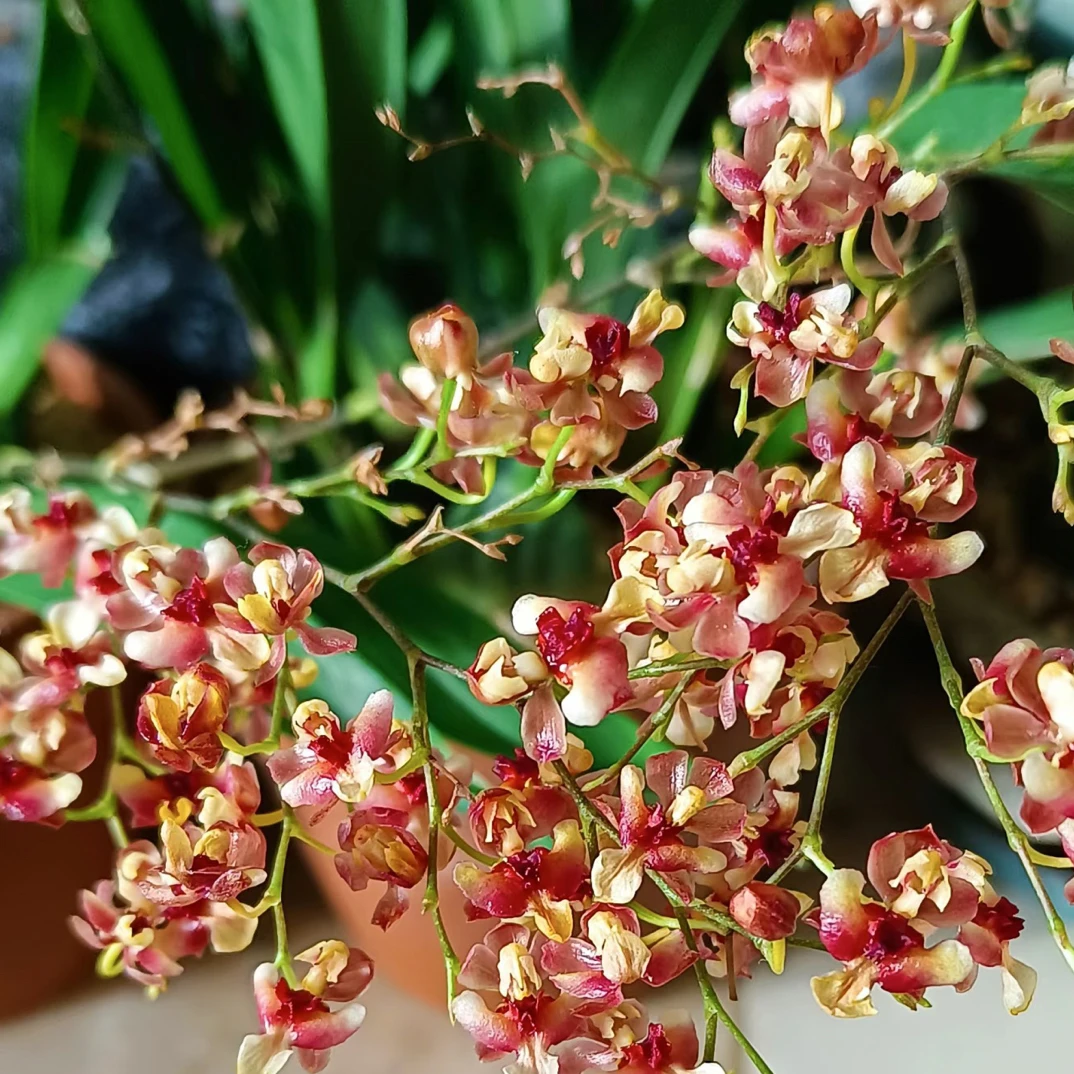 （彩色梦香兰） 3-5支花剑 带花剑 不带花