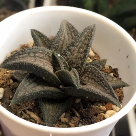 锦带桥带盆发货哈哈