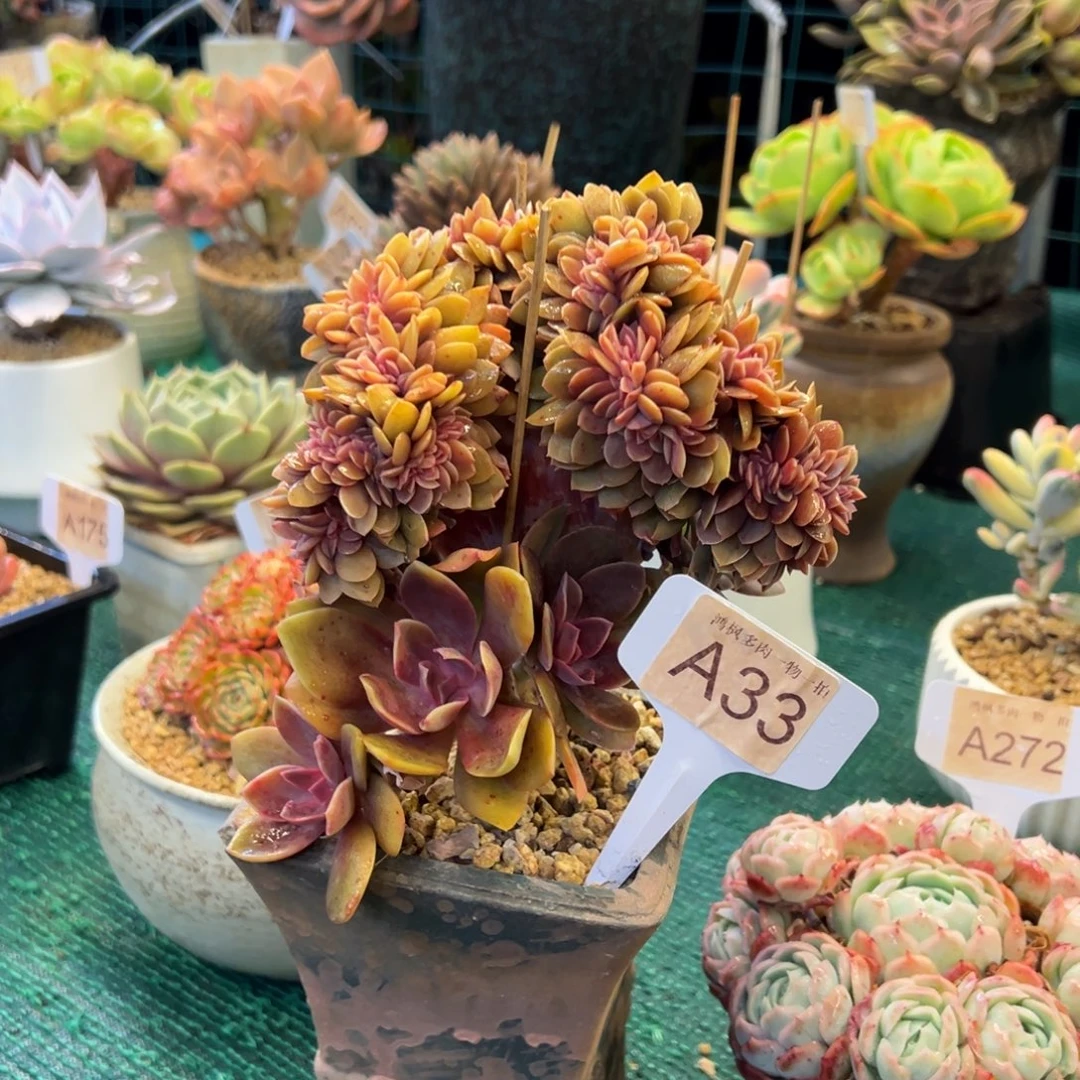 花筏缀，，，，，，，，，，，，，，