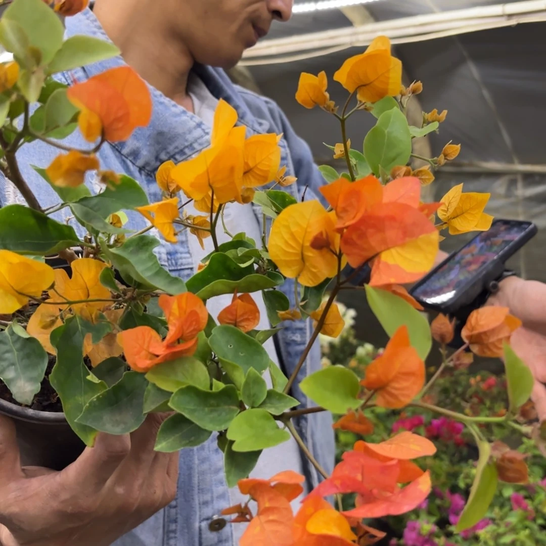 完全开放（阿达娜）三角梅会落花落叶会光杆苗有大有小