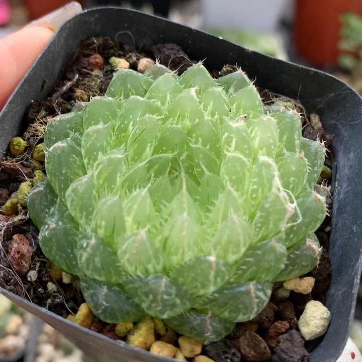 翠云玉露锦带盆土发货