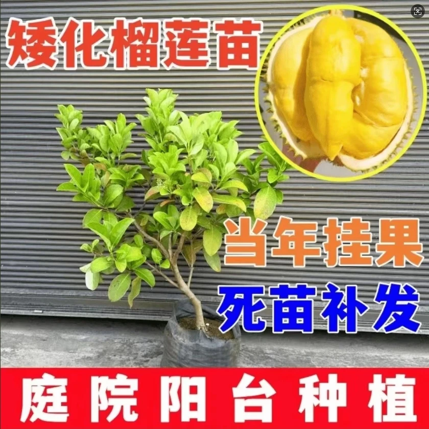 【2025】X耐寒耐热榴莲苗 南北通种改良版  盆栽地栽庭院金枕猫山王